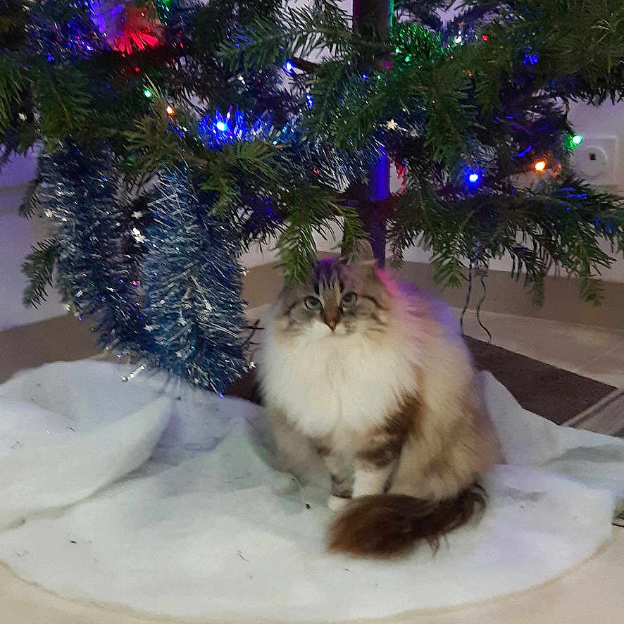 Capucine a rejoint le concours — aidez-le/la à gagner de superbes lots ! cat, fluffy_cat, christmas_tree, holiday, ornaments, string_lights, tinsel, christmas_decorations, pet, animal, sitting, indoors, portrait, long_hair, blue_eyes, tail, tree_skirt, festive, home, floor