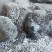 Iukée participe au concours pour gagner de l'argent avec cette photo : cat, gray_cat, sleeping, sleepy, animal, pet, furry, whiskers, paws, ears, nose, close_up, portrait, blanket, soft, cozy, indoors, relaxed, resting, cute