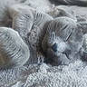 cat, gray_cat, sleeping, sleepy, animal, pet, furry, whiskers, paws, ears, nose, close_up, portrait, blanket, soft, cozy, indoors, relaxed, resting, cute