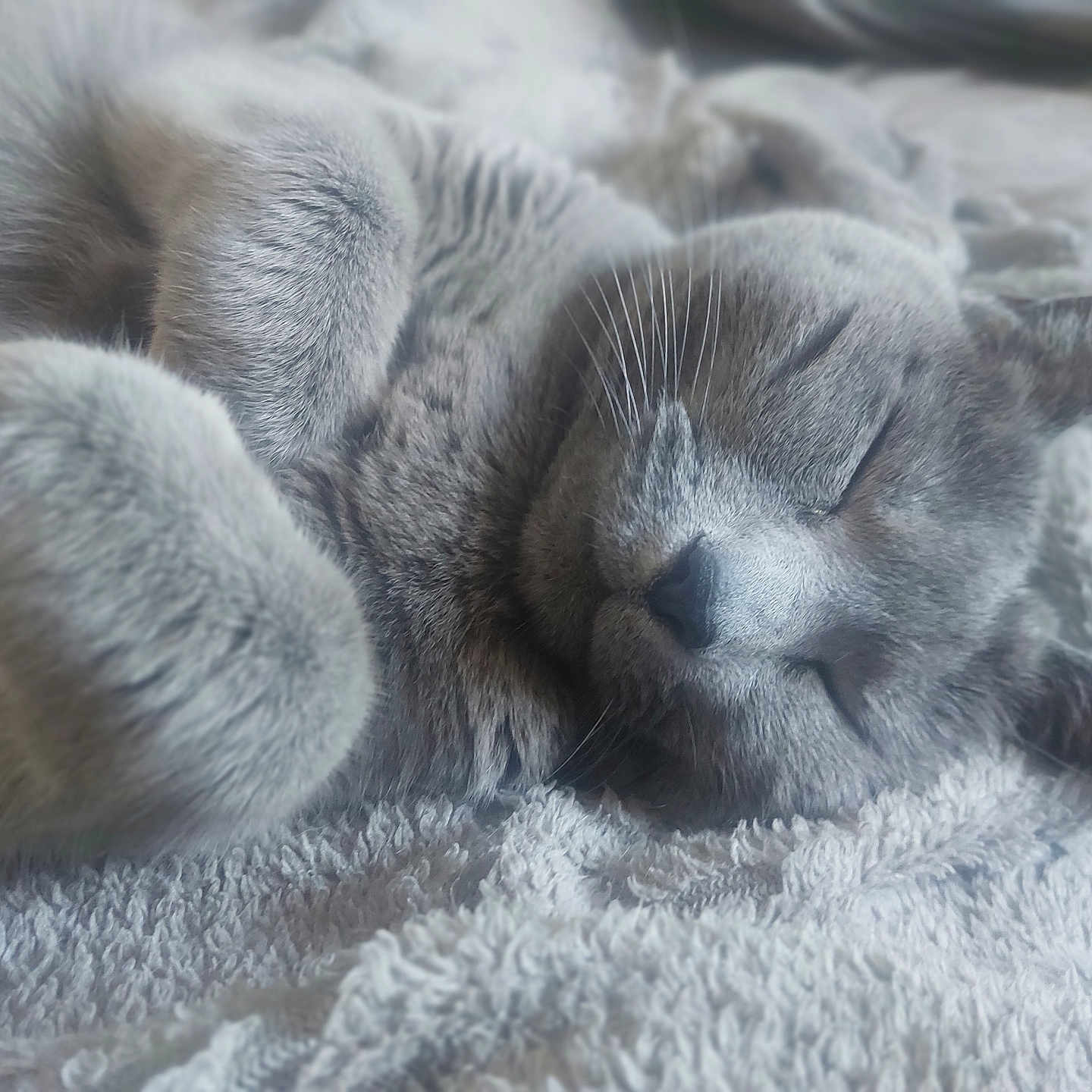 Iukée participe au concours pour gagner de l'argent avec cette photo : cat, gray_cat, sleeping, sleepy, animal, pet, furry, whiskers, paws, ears, nose, close_up, portrait, blanket, soft, cozy, indoors, relaxed, resting, cute