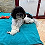 animal, black_and_white, blanket, comfort, couch, cozy, dog, floor_tile, fur, garden, glass_door, home, indoor, laying, paw, pet, poodle, relaxed, toy, window