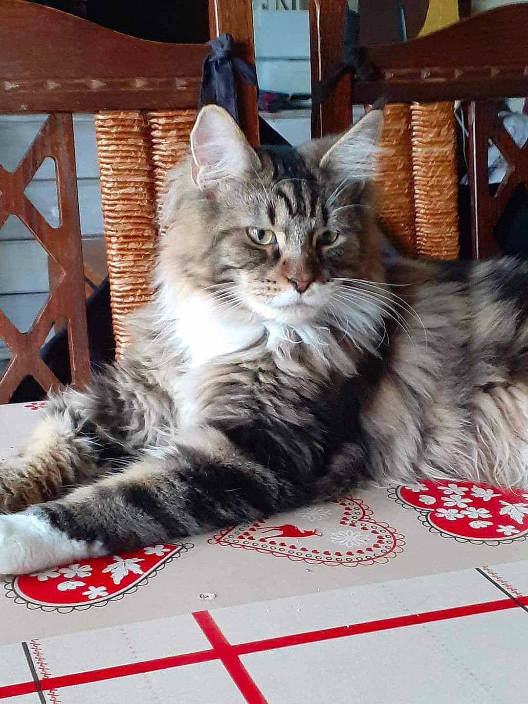 Hadès a rejoint le concours — aidez-le/la à gagner de superbes lots ! box, carnivore, cat, claw, comfort, domestic_short_haired_cat, felidae, font, fur, paw, small_to_medium_sized_cats, snout, terrestrial_animal, whiskers, window, wood