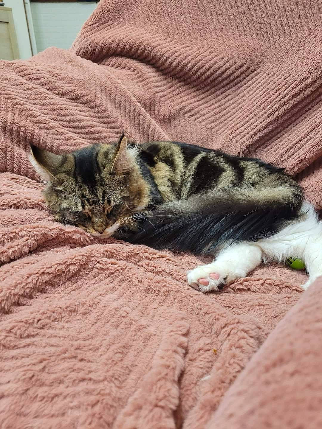 Hadès participe au concours pour gagner de l'argent avec cette photo : bedding, carnivore, cat, comfort, domestic_short_haired_cat, felidae, flooring, fur, grey, linens, nap, pattern, paw, small_to_medium_sized_cats, snout, tail, terrestrial_animal, whiskers, wildlife, wood