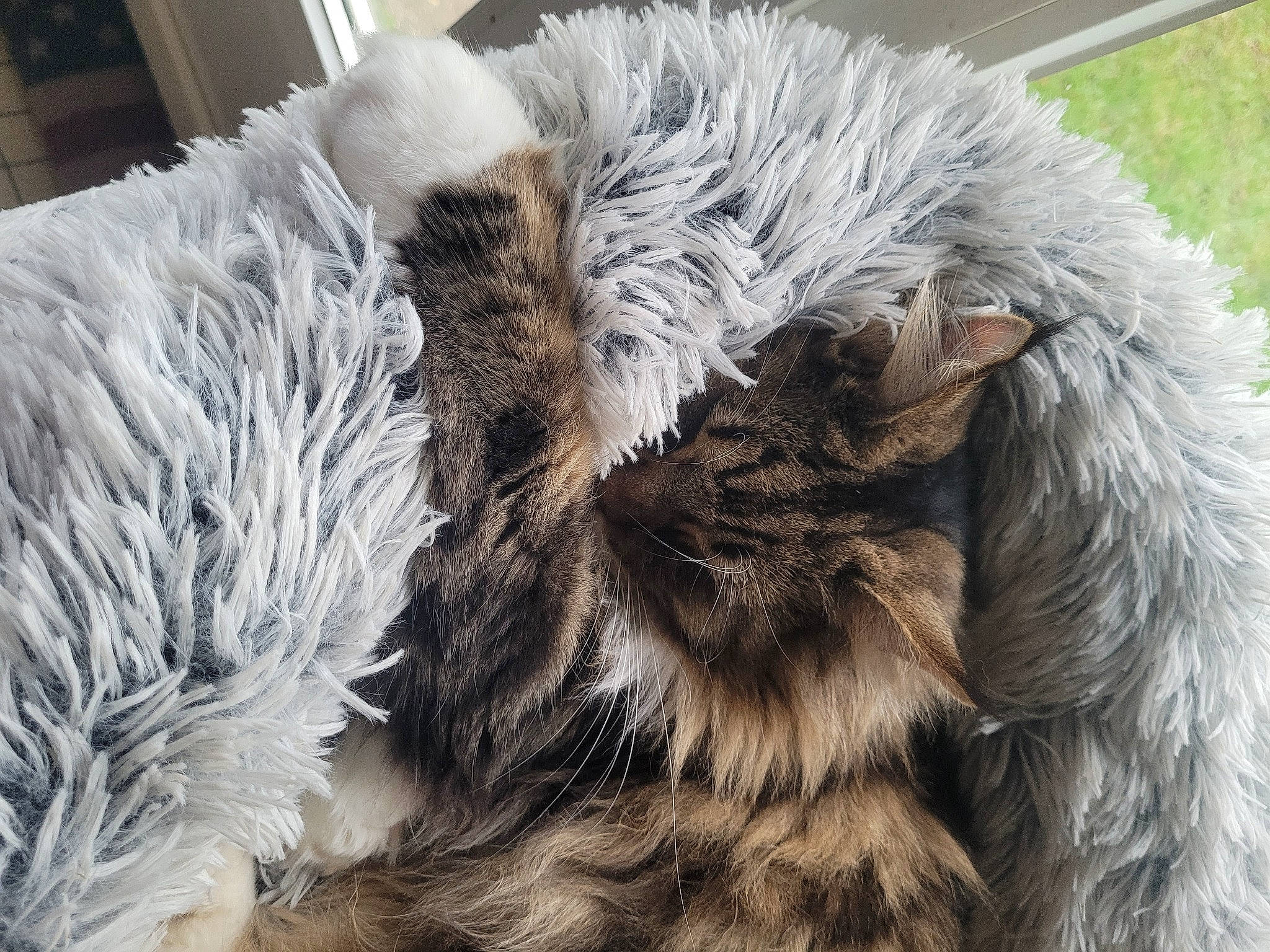 Hadès participe au concours pour gagner de l'argent avec cette photo : animal_product, canidae, cat, claw, dog_breed, felidae, fur, fur_clothing, liver, natural_material, small_to_medium_sized_cats, snout, tail, terrestrial_animal, whiskers, winter, wool, working_animal