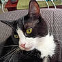 cat, tuxedo_cat, close_up, yellow_eyes, whiskers, indoor, pet, feline, black_and_white, resting, portrait, domestic_animal, fur, cute, animal, face, relaxed, cozy, background, home