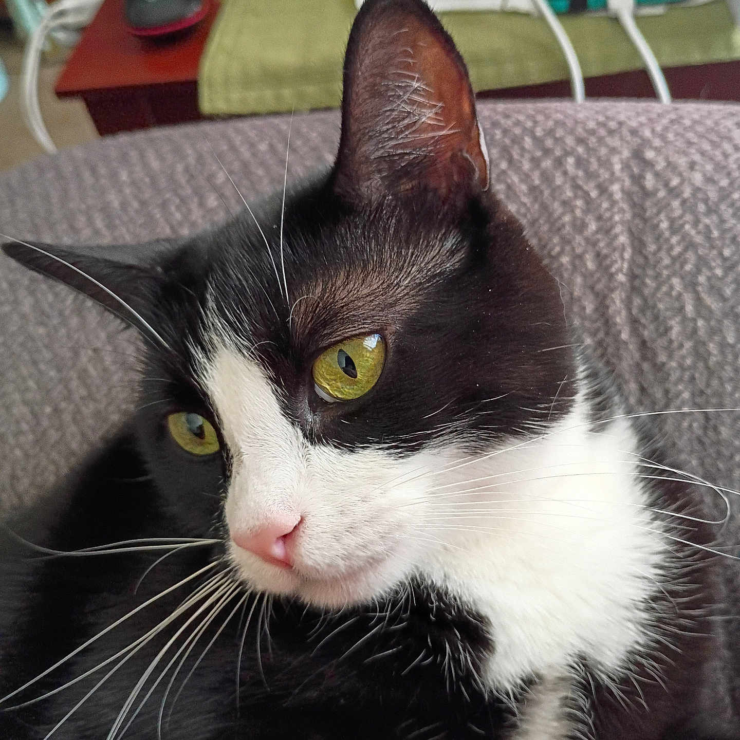 Thumbalina is registered to the contest to win money with this photo: animal, background, black_and_white, cat, close_up, cozy, cute, domestic_animal, face, feline, fur, home, indoor, pet, portrait, relaxed, resting, tuxedo_cat, whiskers, yellow_eyes