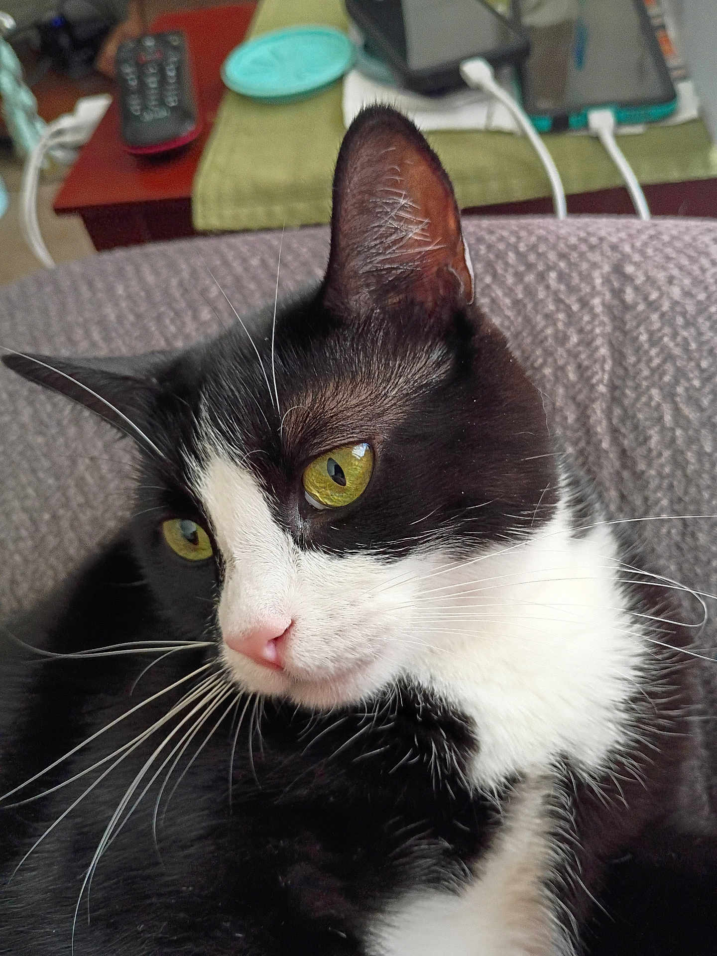 Thumbalina is registered to the contest to win money with this photo: cat, tuxedo_cat, close_up, yellow_eyes, whiskers, indoor, pet, feline, black_and_white, resting, portrait, domestic_animal, fur, cute, animal, face, relaxed, cozy, background, home