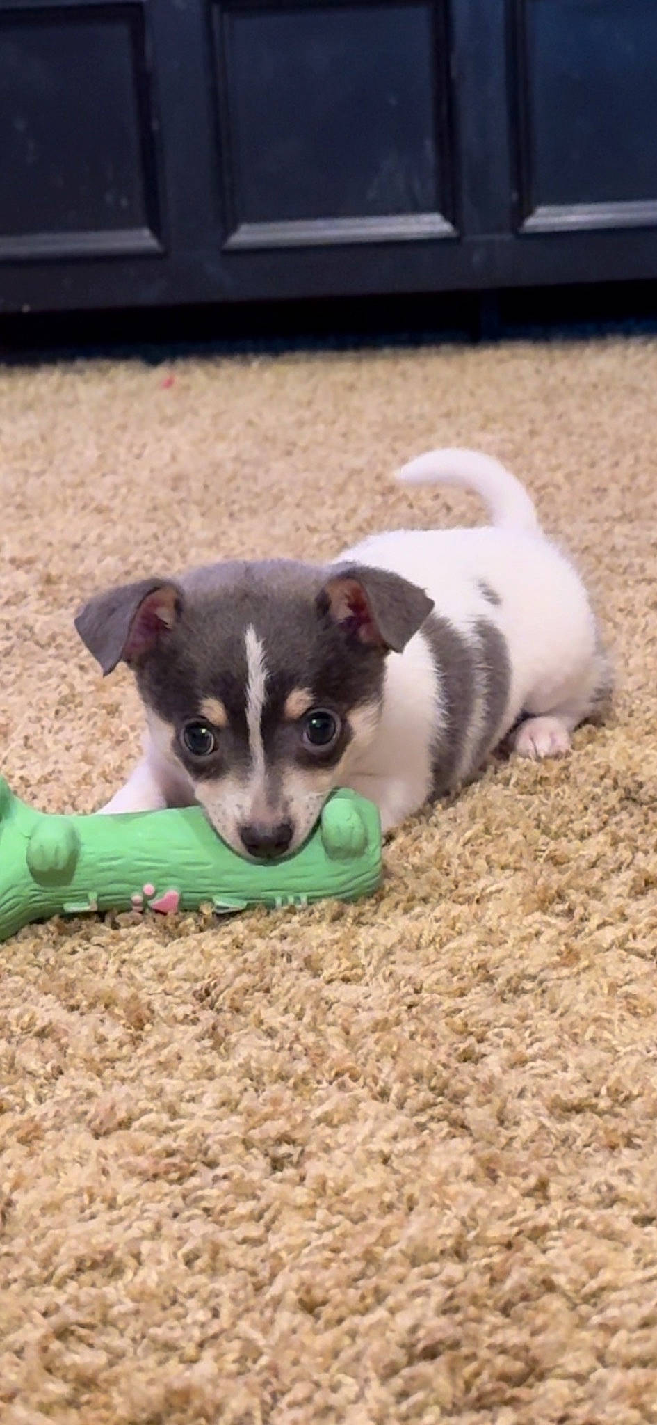 Diego is registered to the contest to win money with this photo: canidae, carnivore, chihuahua, companion_dog, dog, dog_breed, dog_supply, fawn, grass, non_sporting_group, paw, snout, sporting_group, tail, terrestrial_animal, toy_dog, whiskers, working_animal