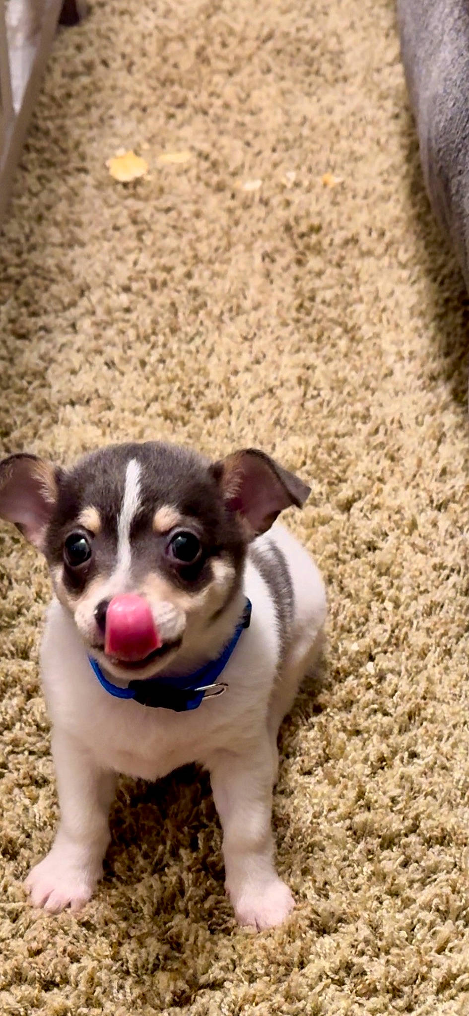 Diego joined the competition — help win amazing prizes! canidae, carnivore, chihuahua, collar, companion_dog, dog, dog_breed, dog_collar, fawn, fur, grass, paw, snout, soil, sporting_group, tail, terrier, toy_dog, whiskers, working_animal