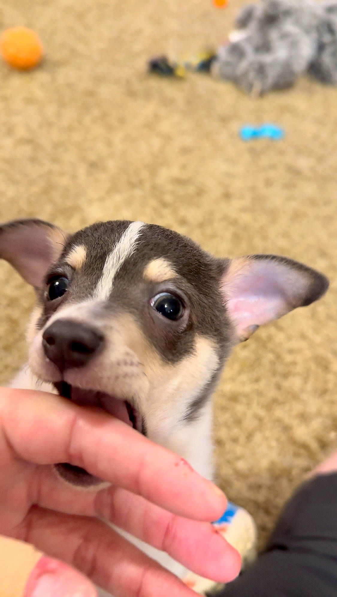 Diego joined the competition — help win amazing prizes! canidae, carnivore, companion_dog, dog, dog_breed, fawn, fur, nail, non_sporting_group, paw, puppy, sporting_group, terrestrial_animal, whiskers, working_animal, working_dog