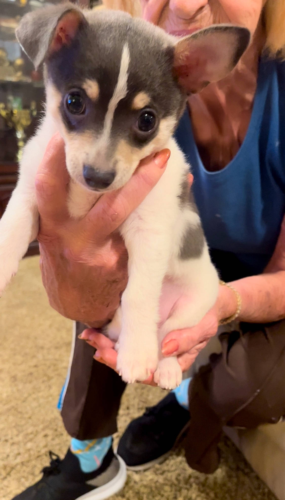 Diego is registered to the contest to win money with this photo: canidae, carnivore, chihuahua, companion_dog, dog, dog_breed, fawn, finger, fur, gesture, hand, nail, non_sporting_group, paw, puppy, snout, terrestrial_animal, toy_dog, whiskers, working_animal