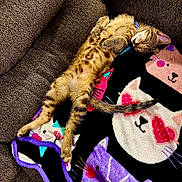 Binji is registered to the contest to win money with this photo: cat, tabby_cat, sleeping, couch, blanket, cartoon_cats, cozy, fur, pet, relaxed, indoor, feline, cute, paws, striped, animal, resting, home, soft, colorful