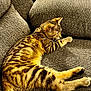 cat, tabby_cat, feline, pet, animal, striped_fur, couch, furniture, indoor, resting, relaxed, cozy, fur, whiskers, tail, paw, side_view, domestic_cat, sleepy, comfortable