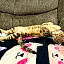 cat, tabby, sleeping, blanket, couch, indoor, cozy, pet, feline, resting, animal, fur, paw, tail, cute, relaxed, domestic, nap, comfortable, home