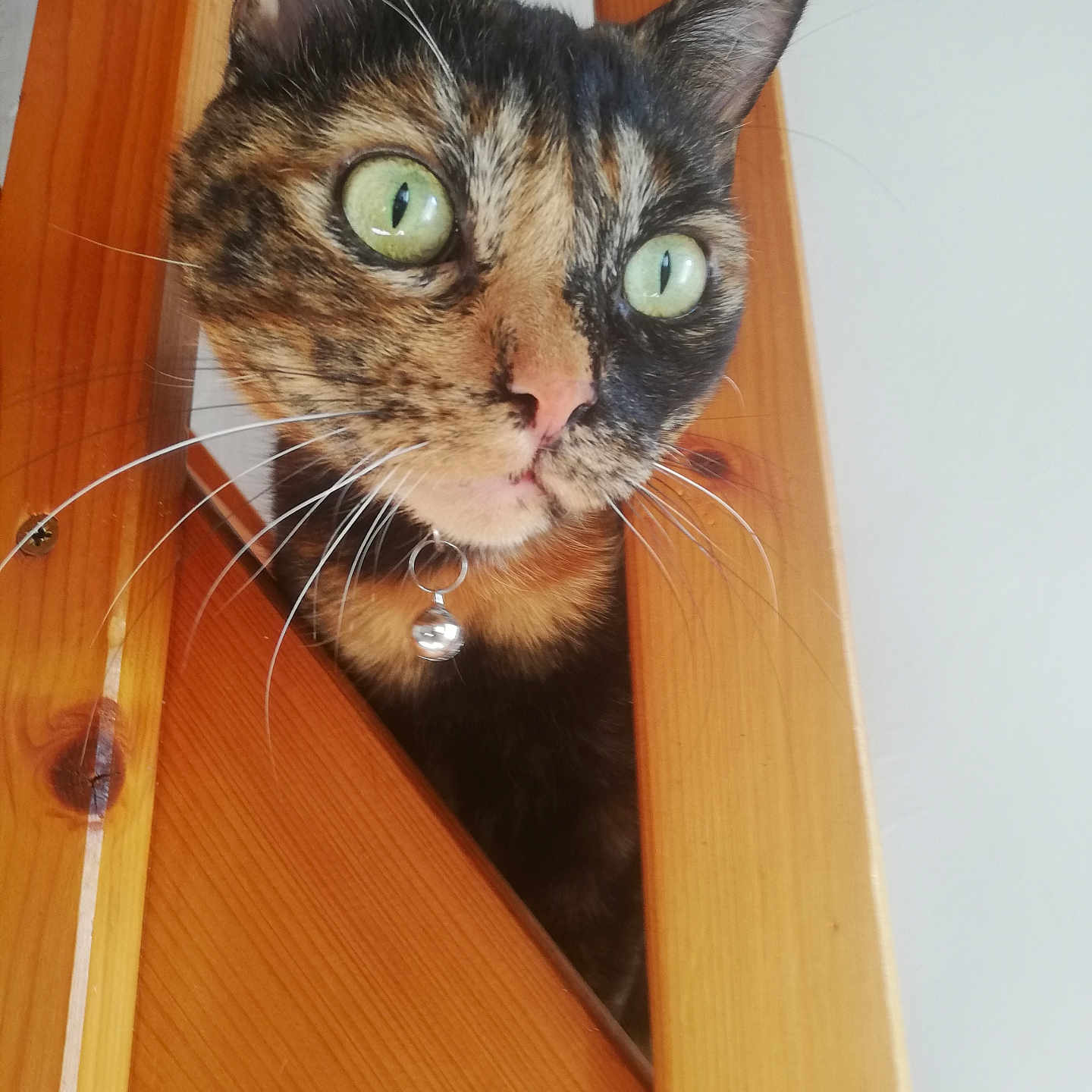 Mimolette participe au concours pour gagner de l'argent avec cette photo : abyssinian, accessories, animal, cabinet, cat, closet, cupboard, drawer, furniture, hardwood, indoors, interiordesign, kitten, manx, pet, plywood, shelf, stainedwood, strap, wood