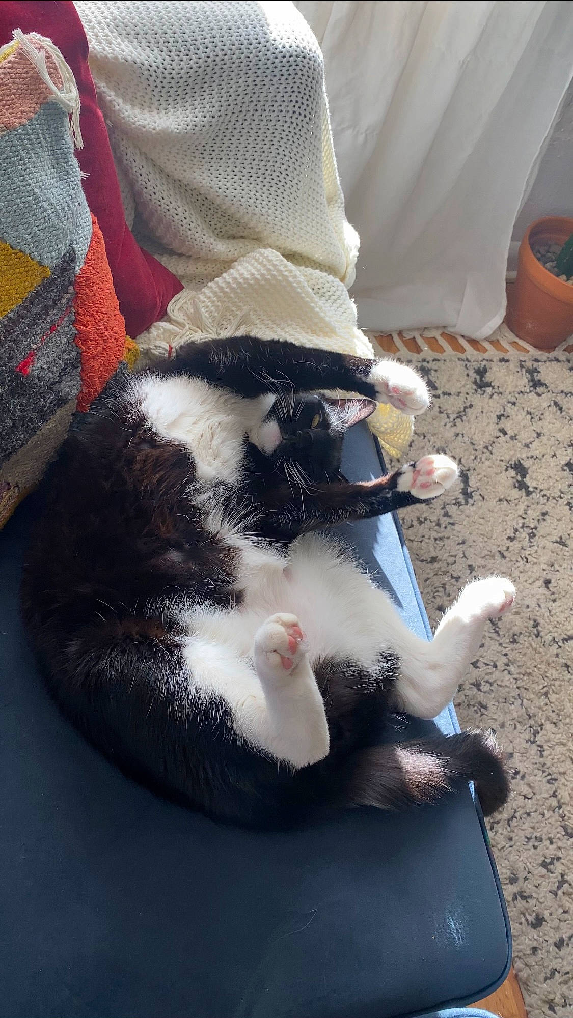 Bo joined the competition — help win amazing prizes! carmine, carnivore, cat, claw, collar, comfort, companion_dog, dog_breed, domestic_short_haired_cat, felidae, flowerpot, foot, fur, human_leg, lap, pattern, paw, small_to_medium_sized_cats, tail, whiskers