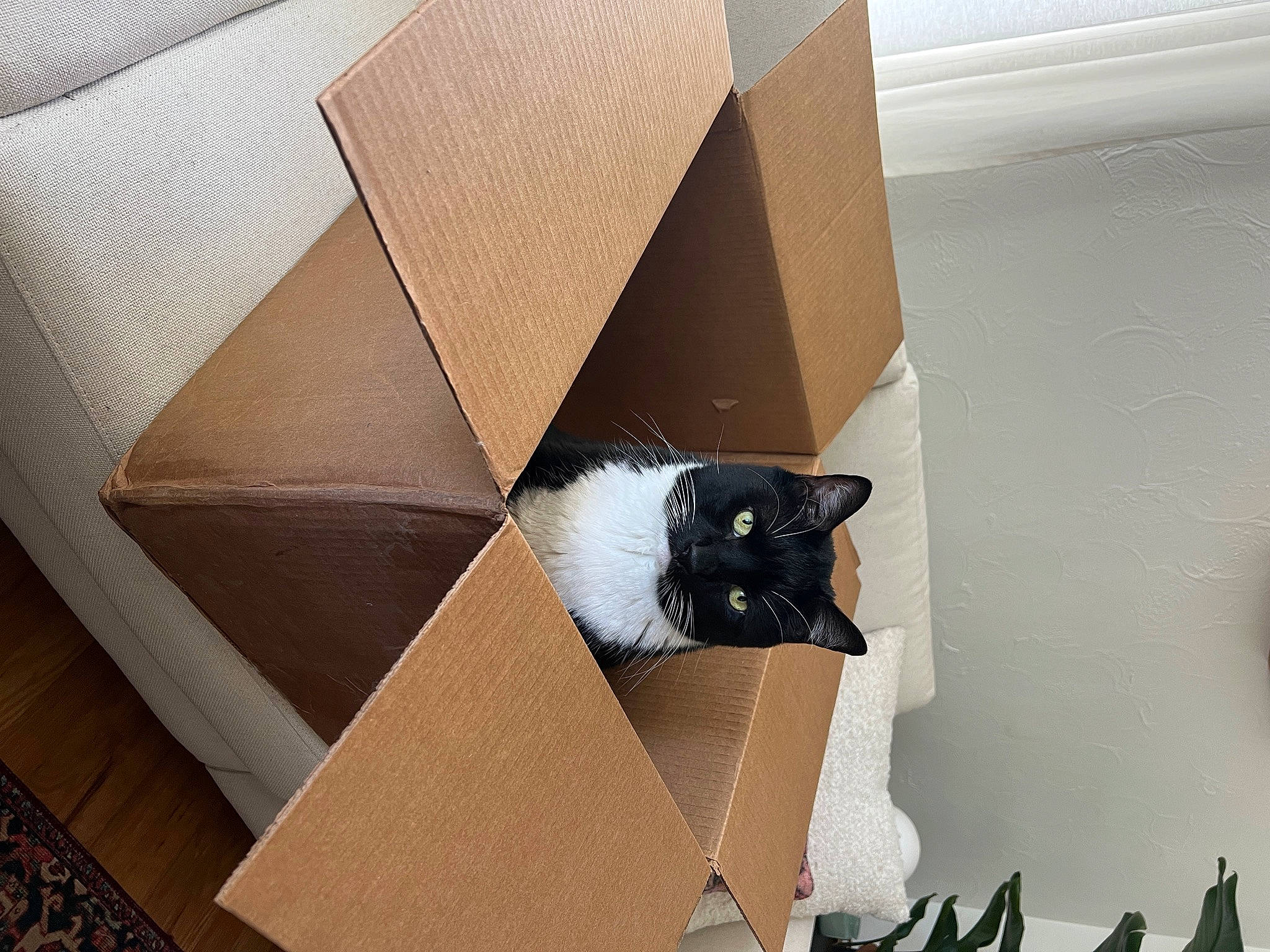 Bo joined the competition — help win amazing prizes! box, cardboard, carnivore, carton, cat, domestic_short_haired_cat, felidae, hardwood, packaging_and_labeling, packing_materials, paper, paper_product, rectangle, room, shipping_box, small_to_medium_sized_cats, space, tints_and_shades, whiskers, wood