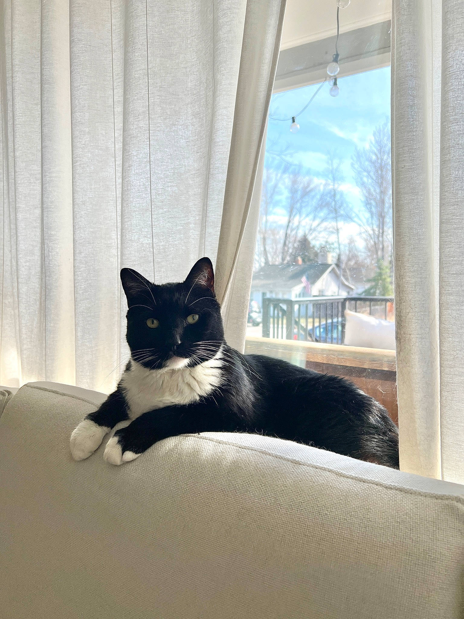 Bo joined the competition — help win amazing prizes! black_cat, carnivore, cat, comfort, curtain, domestic_short_haired_cat, felidae, flooring, fur, grey, interior_design, linens, small_to_medium_sized_cats, tail, tints_and_shades, tree, whiskers, window, window_treatment, wood