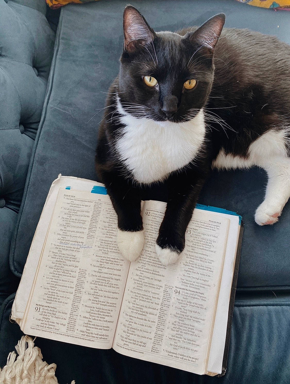 Bo is registered to the contest to win money with this photo: black_cat, book, carnivore, cat, claw, comfort, domestic_short_haired_cat, felidae, formal_wear, fur, paw, photo_caption, publication, sitting, small_to_medium_sized_cats, snout, tail, terrestrial_animal, whiskers