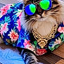 Maxx is registered to the contest to win money with this photo: accessory, animal, cat, clothing, cool, domestic_animal, fashion, feline, floral_shirt, gold_chain, indoor, laying_down, paw, pet, portrait, relaxed, striped_fur, stylish, sunglasses, wooden_floor