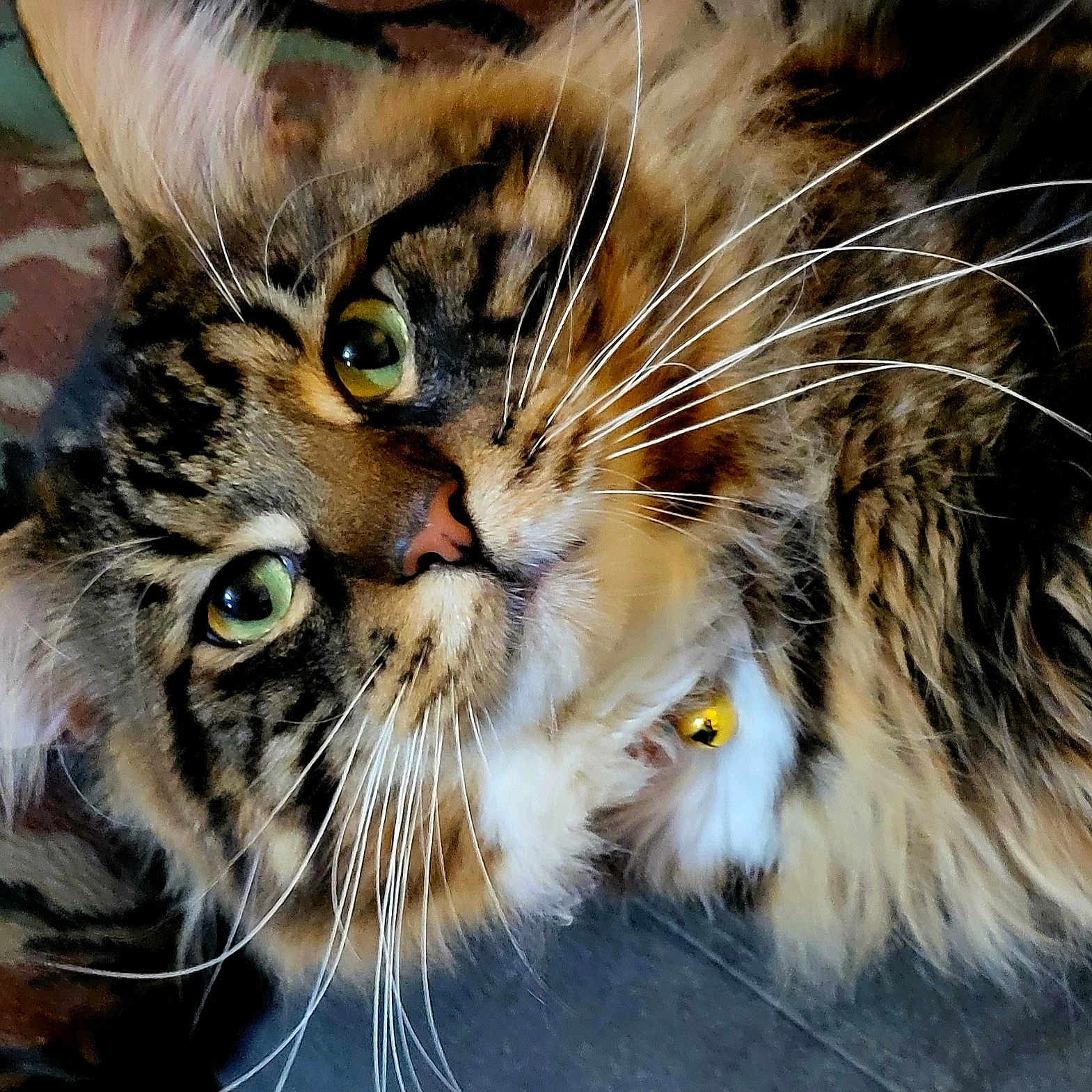 Maxx joined the competition — help win amazing prizes! animal, bell, cat, close_up, collar, cute, domestic_cat, face, feline, fluffy, fur, green_eyes, indoor, laying, muzzle, pet, portrait, relaxed, tabby, whiskers