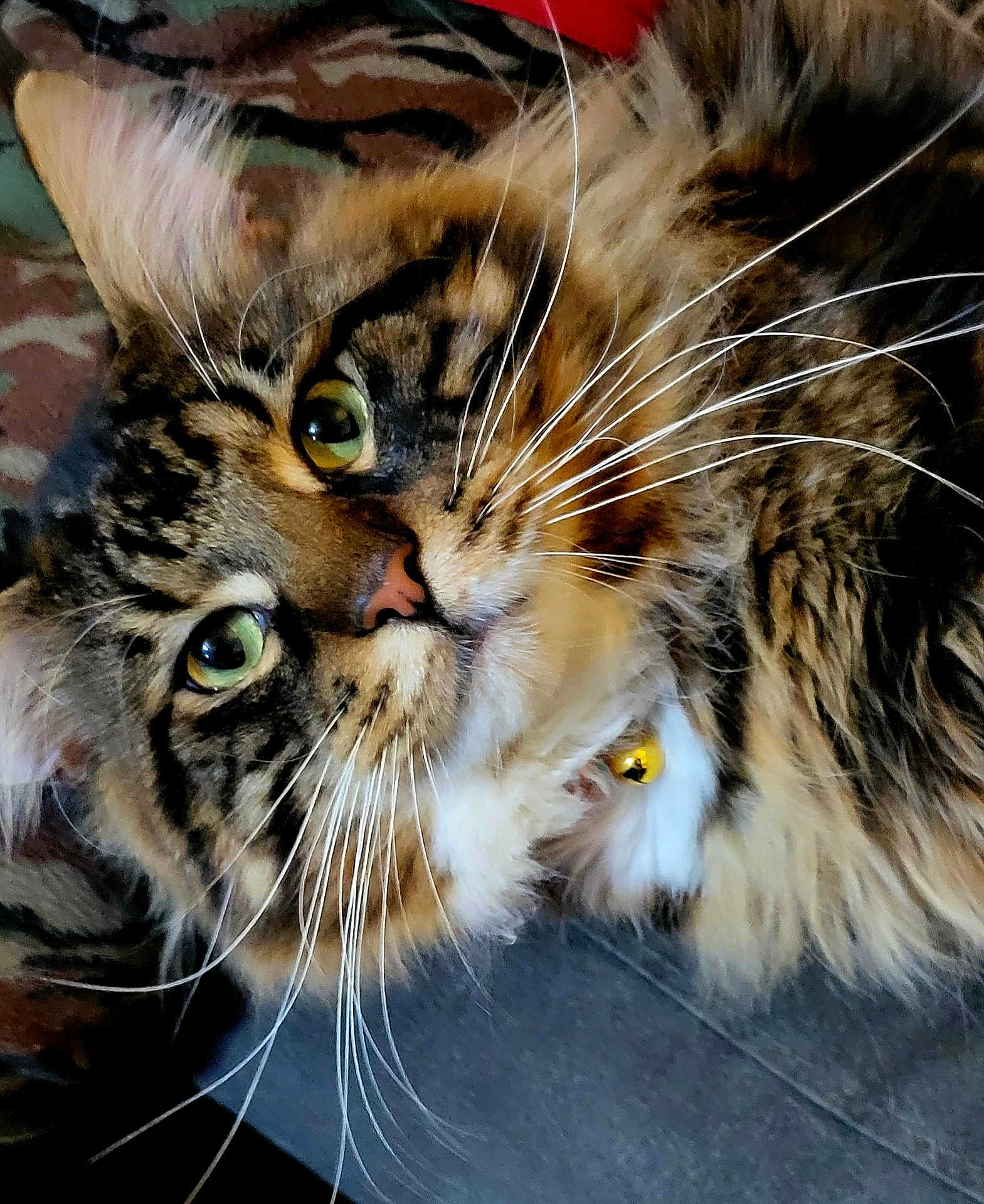 Maxx joined the competition — help win amazing prizes! animal, bell, cat, close_up, collar, cute, domestic_cat, face, feline, fluffy, fur, green_eyes, indoor, laying, muzzle, pet, portrait, relaxed, tabby, whiskers