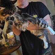 Maxx is registered to the contest to win money with this photo: black_shirt, blanket, camo_pants, cat, cozy, curious_cat, decor, fluffy_cat, furniture, holding, home, indoor, living_room, person, pet, relaxed, table, wall_art, white_paws, wood_floor