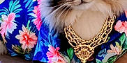 Maxx joined the competition — help win amazing prizes! accessory, animal, cat, clothing, cool, domestic_animal, fashion, feline, floral_shirt, gold_chain, indoor, laying_down, paw, pet, portrait, relaxed, striped_fur, stylish, sunglasses, wooden_floor