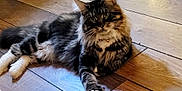 Maxx is registered to the contest to win money with this photo: cat, tabby, fluffy, white_paws, collar, bell, wooden_floor, indoor, pet, cute, animal, feline, relaxed, lying_down, curious, domestic, whiskers, ears, tail, soft_fur