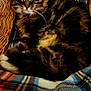 cat, tabby, fluffy, basket, plaid_blanket, cozy, sleeping, pet, feline, fur, whiskers, ears, indoor, wood_floor, resting, cute, animal, domestic_cat, relaxed, warm