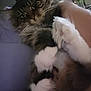 Maxx is registered to the contest to win money with this photo: cat, tabby, fluffy, paws, white_paws, indoor, relaxed, green_eyes, pet, feline, cozy, closeup, fur, animal, cute, domestic_cat, resting, soft_lighting, companion, mammal