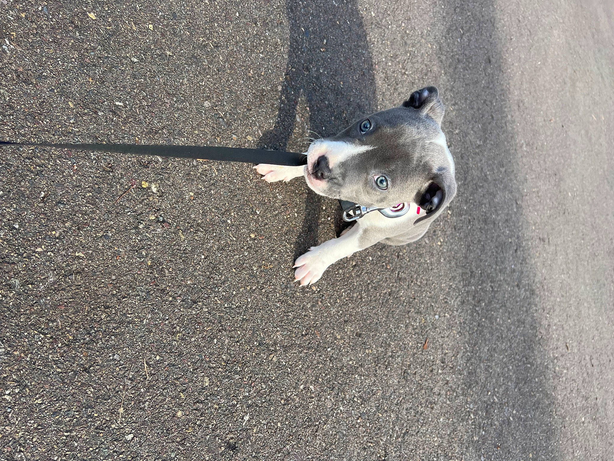 Alora is registered to the contest to win money with this photo: asphalt, canidae, carnivore, concrete, dog, dog_breed, fawn, grey, road, road_surface, shadow, sidewalk, snout, soil, sporting_group, tail, tar, terrestrial_animal, whiskers, wildlife