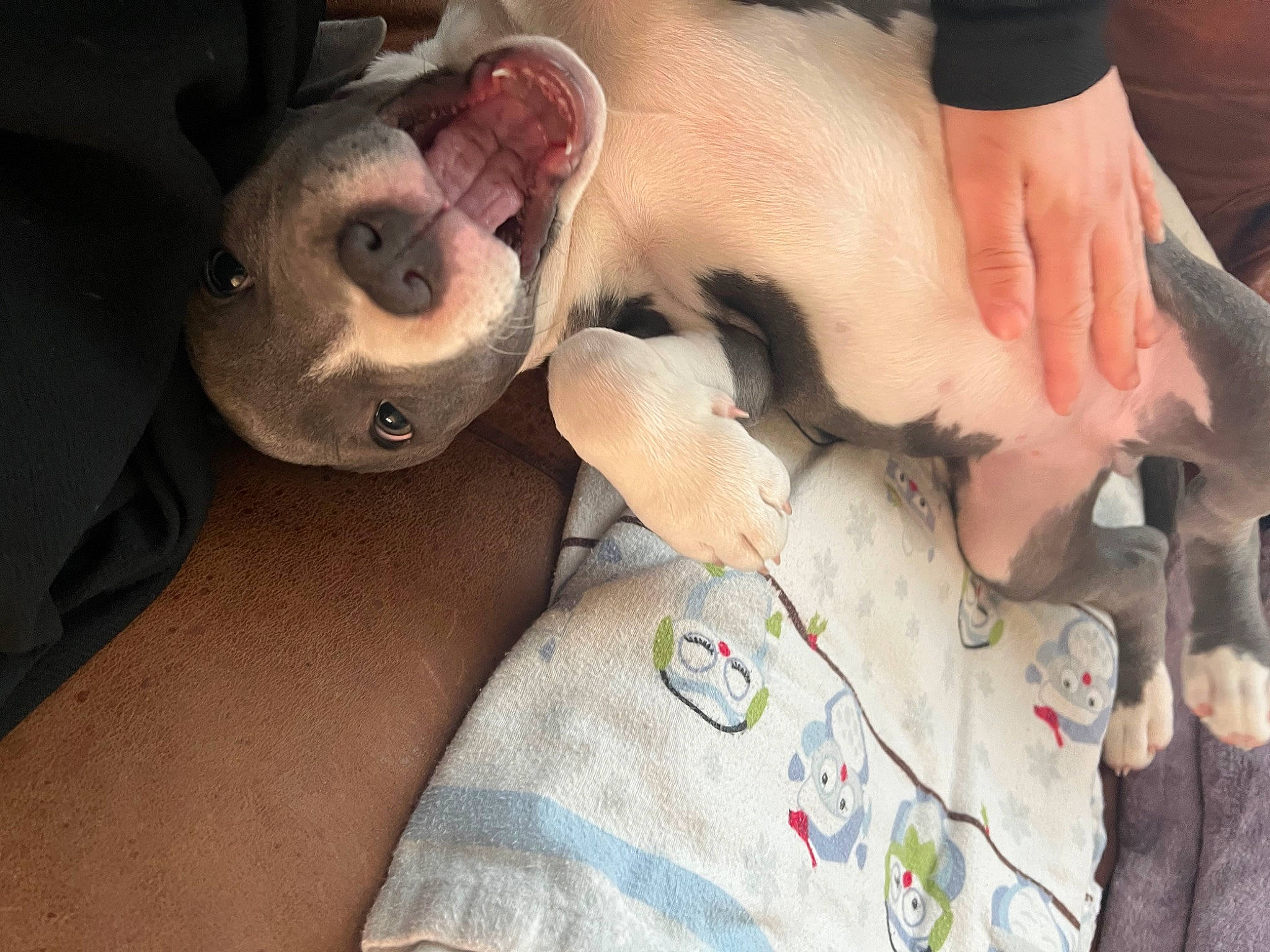 Alora joined the competition — help win amazing prizes! abdomen, beard, chest, ear, eyelash, eyewear, fawn, finger, gesture, glasses, hand, jaw, nail, neck, nose, skin, sunglasses, thumb, toy, trunk