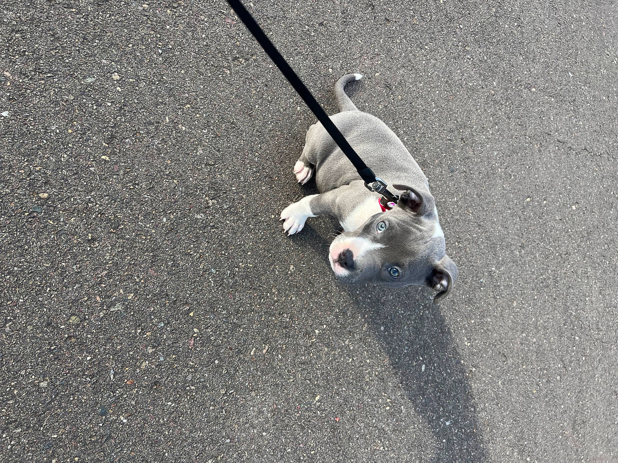 Alora joined the competition — help win amazing prizes! asphalt, canidae, carnivore, collar, companion_dog, concrete, dog, dog_breed, fashion_accessory, grass, grey, leash, road, road_surface, rolling, sidewalk, soil, sporting_group, tail, tar