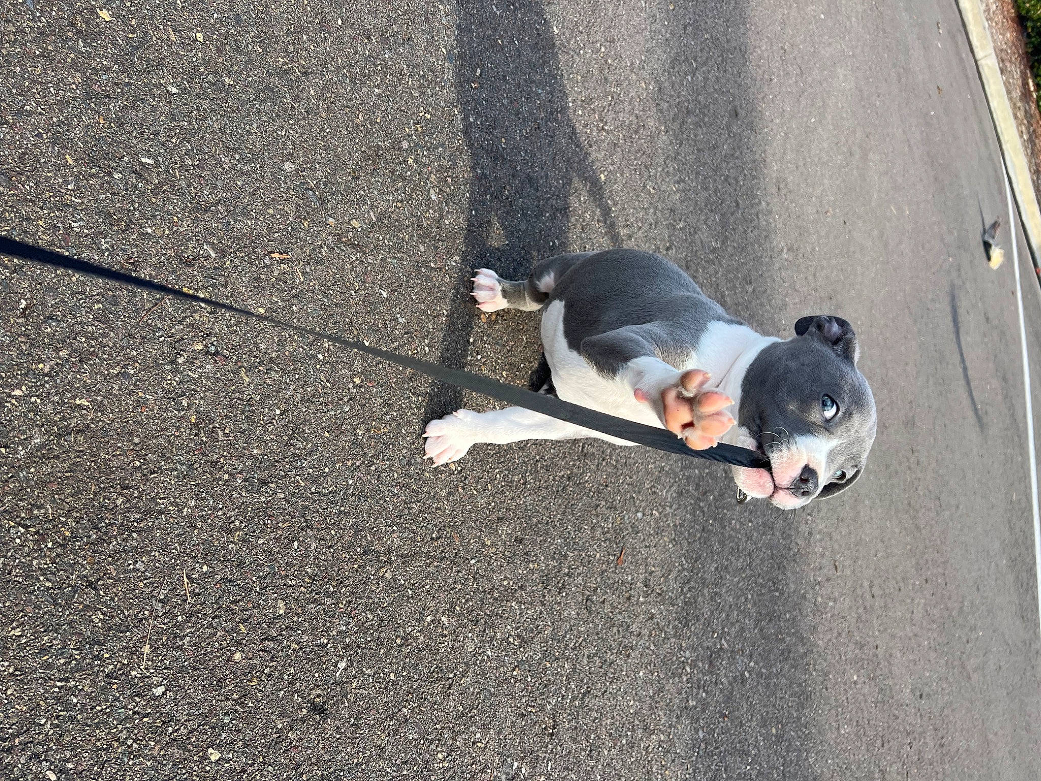 Alora is registered to the contest to win money with this photo: asphalt, automotive_wheel_system, canidae, carnivore, city, companion_dog, concrete, dog, dog_breed, pedestrian, road, road_surface, shadow, sidewalk, sitting, sporting_group, street, tail, tar, walking