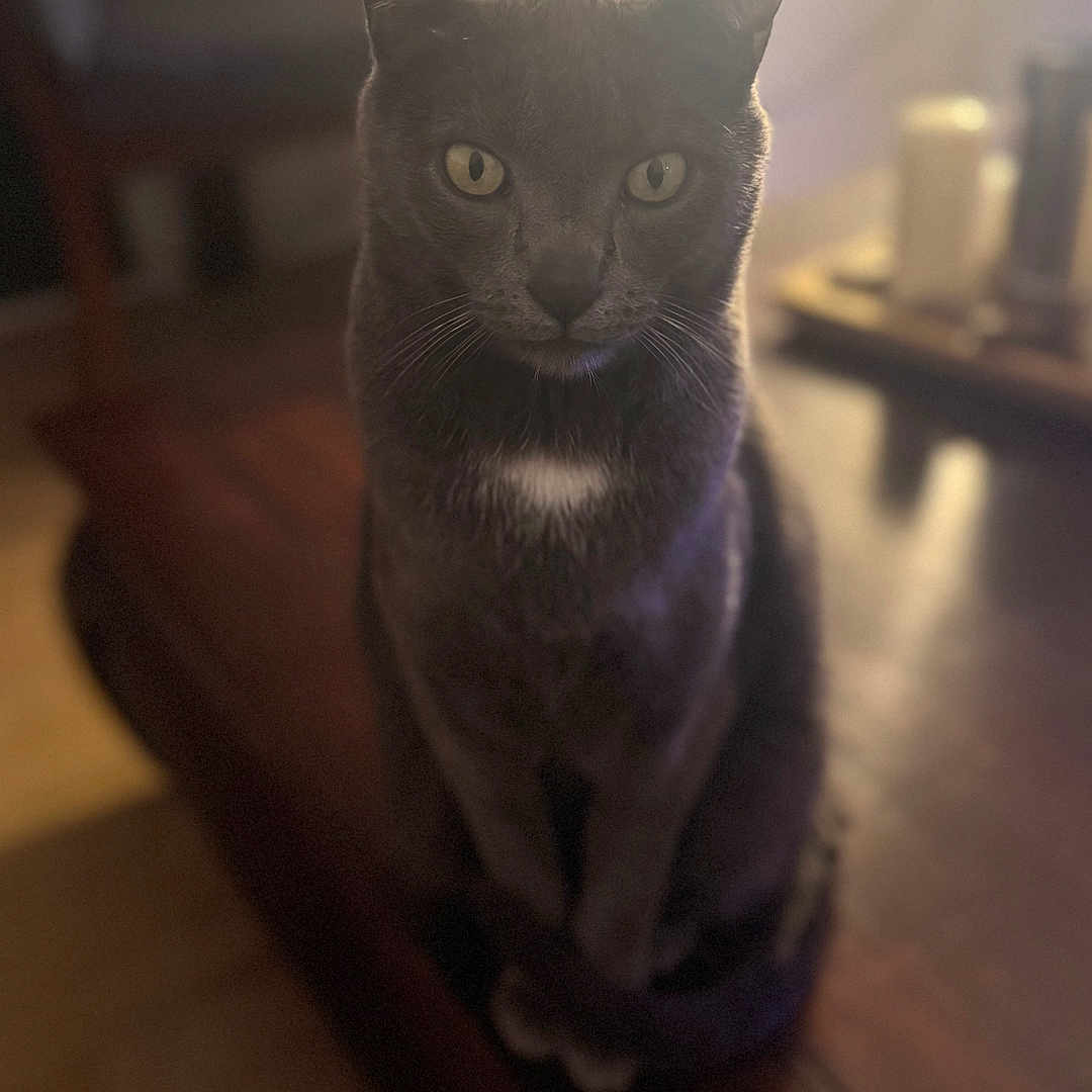 Aïko a rejoint le concours — aidez-le/la à gagner de superbes lots ! animal, blurred_background, cat, cozy, domestic, feline, focused, fur, gray_cat, indoor, pet, portrait, sitting, soft_light, sunlight, table, whiskers, wooden_table, yellow_eyes