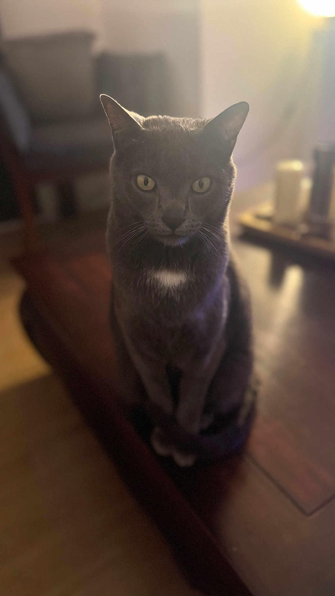 Aïko a rejoint le concours — aidez-le/la à gagner de superbes lots ! cat, gray_cat, animal, pet, indoor, table, wooden_table, yellow_eyes, feline, fur, whiskers, sitting, sunlight, blurred_background, cozy, domestic, portrait, focused, soft_light