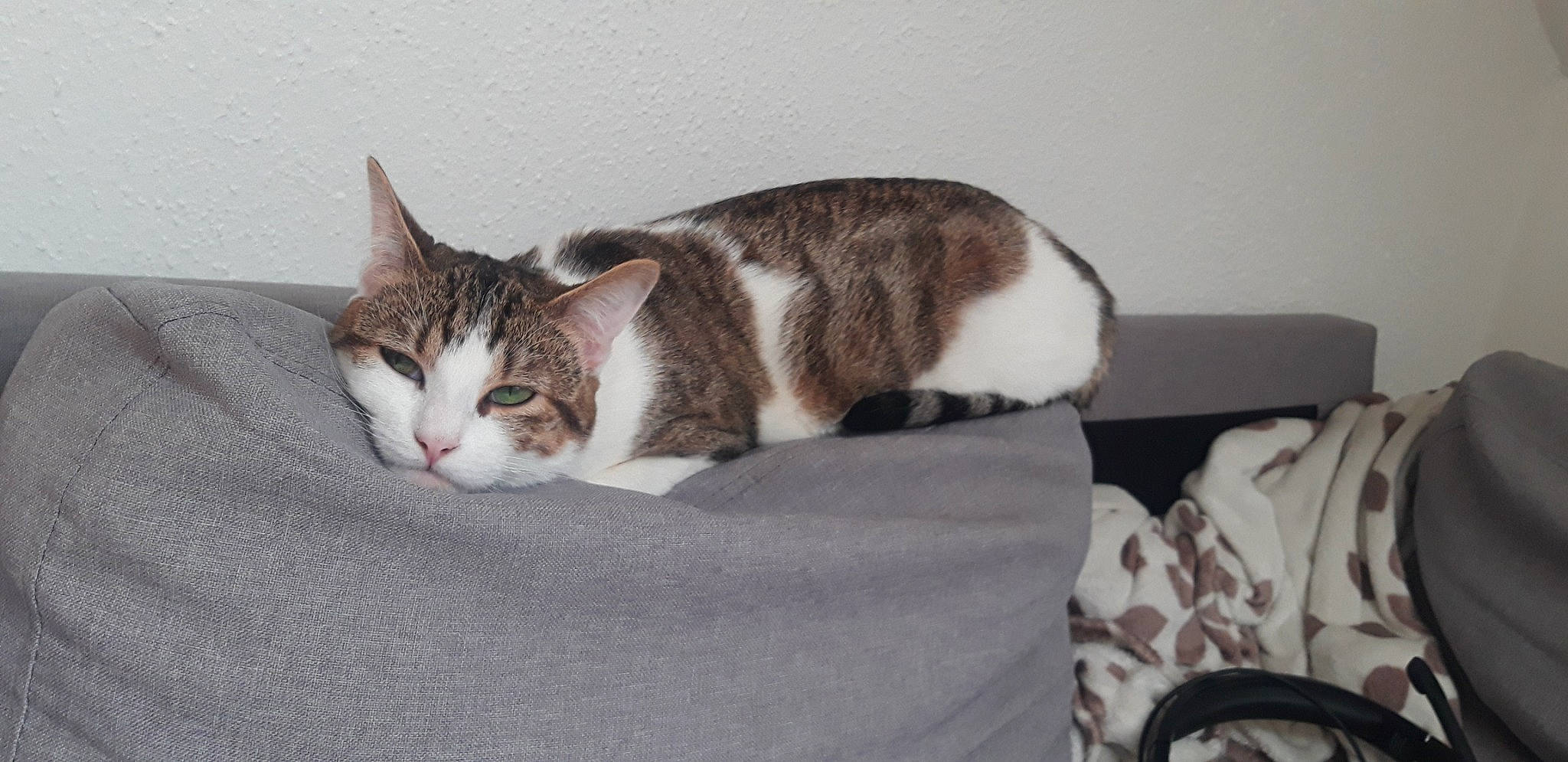 Jack participe au concours pour gagner de l'argent avec cette photo : carnivore, cat, cat_supply, comfort, domestic_short_haired_cat, felidae, fur, linens, mammal, paw, small_to_medium_sized_cats, tail, terrestrial_animal, whiskers