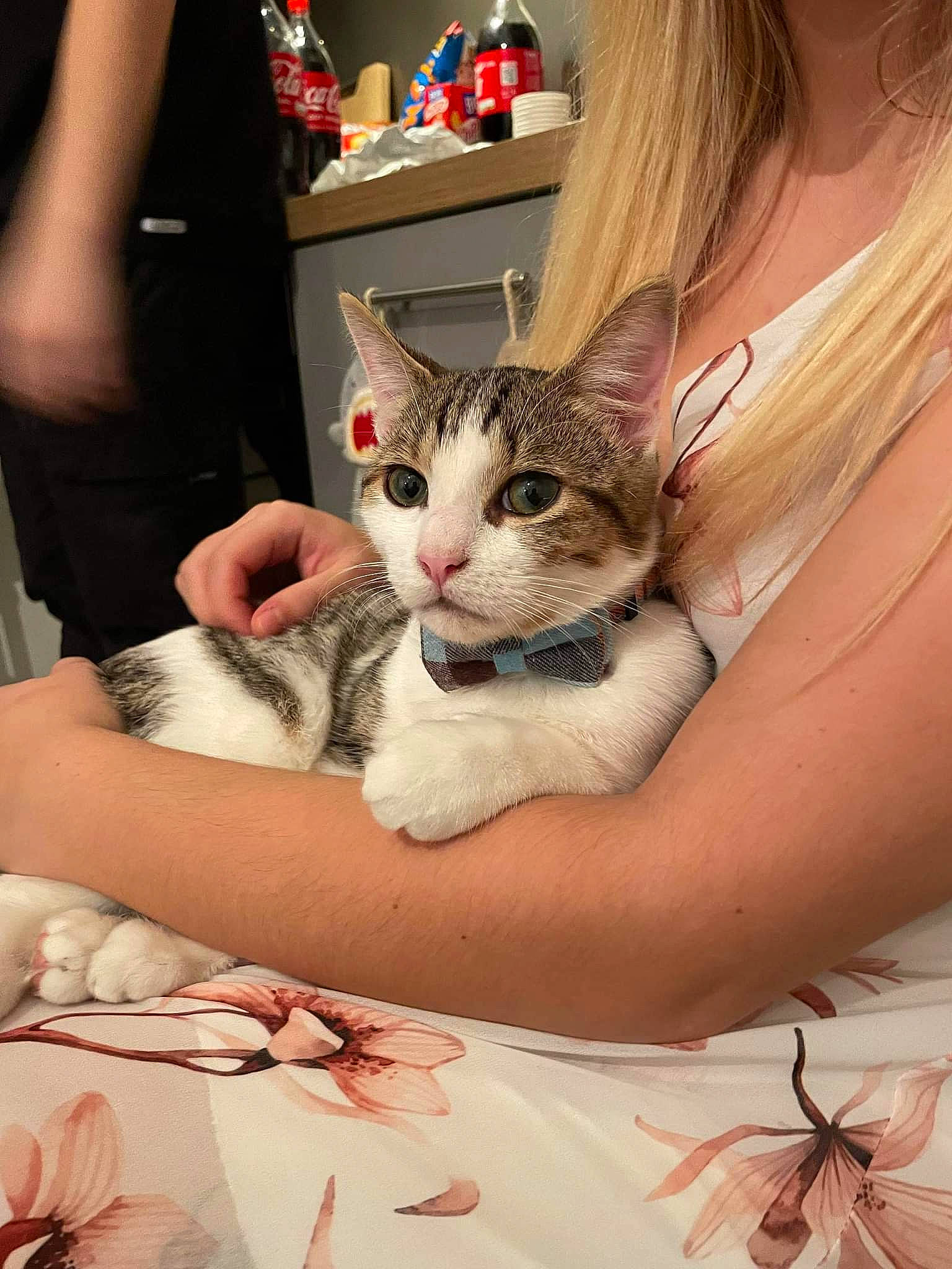 Jack participe au concours pour gagner de l'argent avec cette photo : arm, carnivore, cat, child, comfort, domestic_short_haired_cat, eyelash, fashion_design, fawn, felidae, finger, fur, gesture, hand, nail, skin, small_to_medium_sized_cats, t_shirt, textile, whiskers