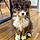 Mylo
