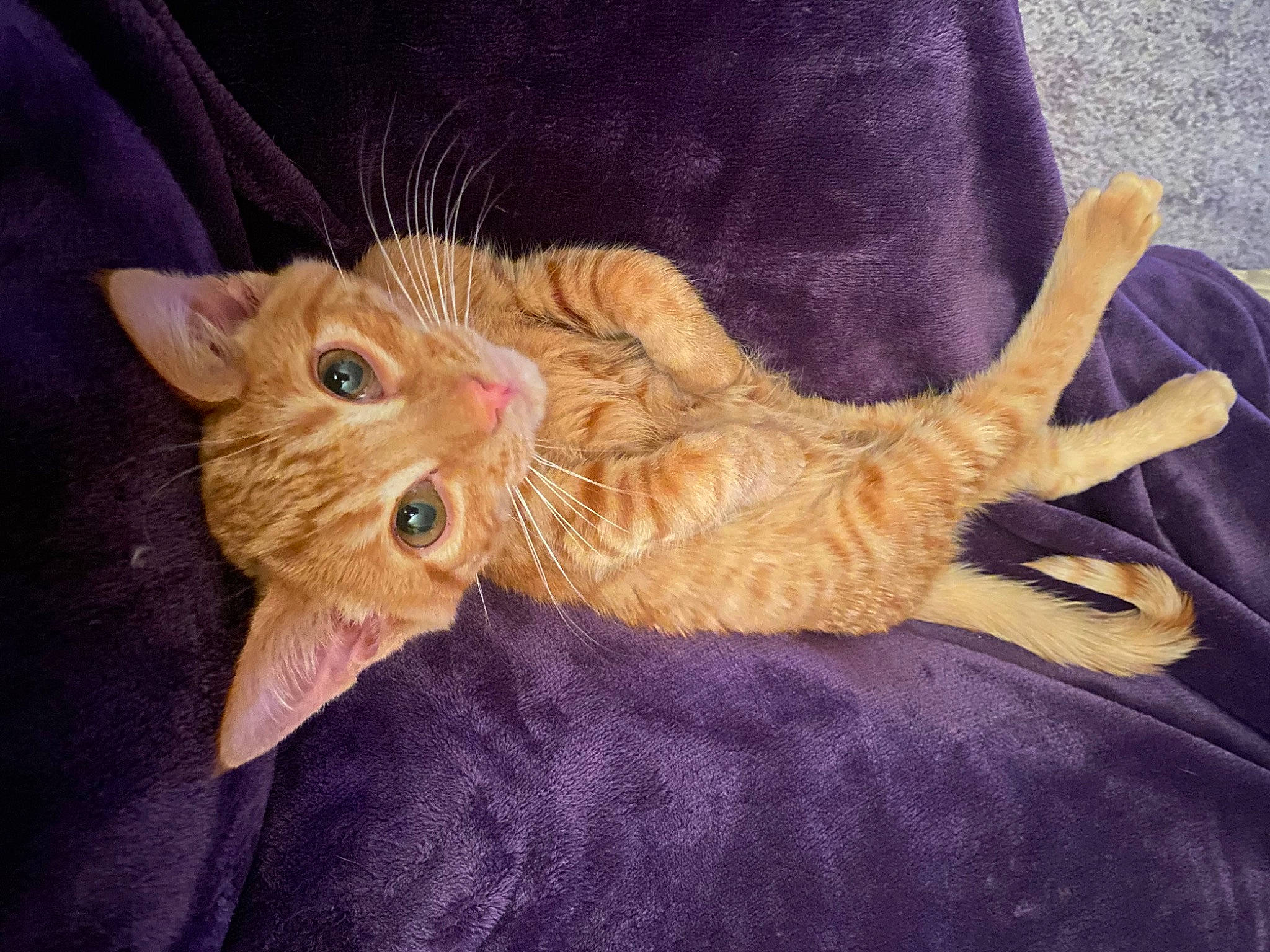 Simba is registered to the contest to win money with this photo: canidae, carnivore, cat, cat_toy, claw, comfort, dog_breed, domestic_short_haired_cat, eye, fawn, felidae, foot, fur, paw, peach, small_to_medium_sized_cats, snout, tail, terrestrial_animal, whiskers