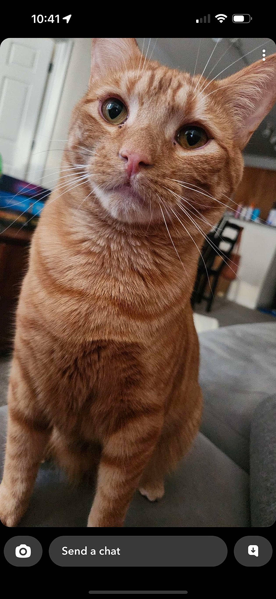 Simba is registered to the contest to win money with this photo: carnivore, cat, domestic_short_haired_cat, fawn, felidae, fur, iris, pet_supply, shelf, small_to_medium_sized_cats, snout, terrestrial_animal, whiskers