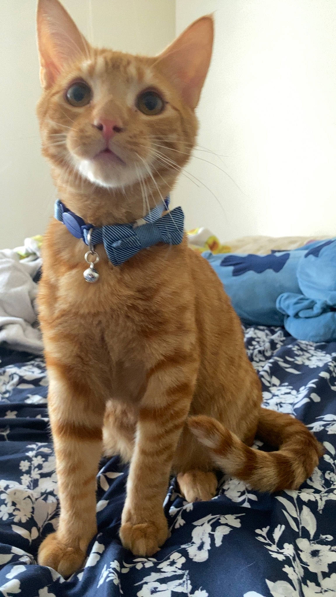 Simba joined the competition — help win amazing prizes! carnivore, cat, cat_supply, claw, collar, domestic_short_haired_cat, fawn, felidae, fur, paw, pet_supply, small_to_medium_sized_cats, snout, tail, terrestrial_animal, whiskers, working_animal