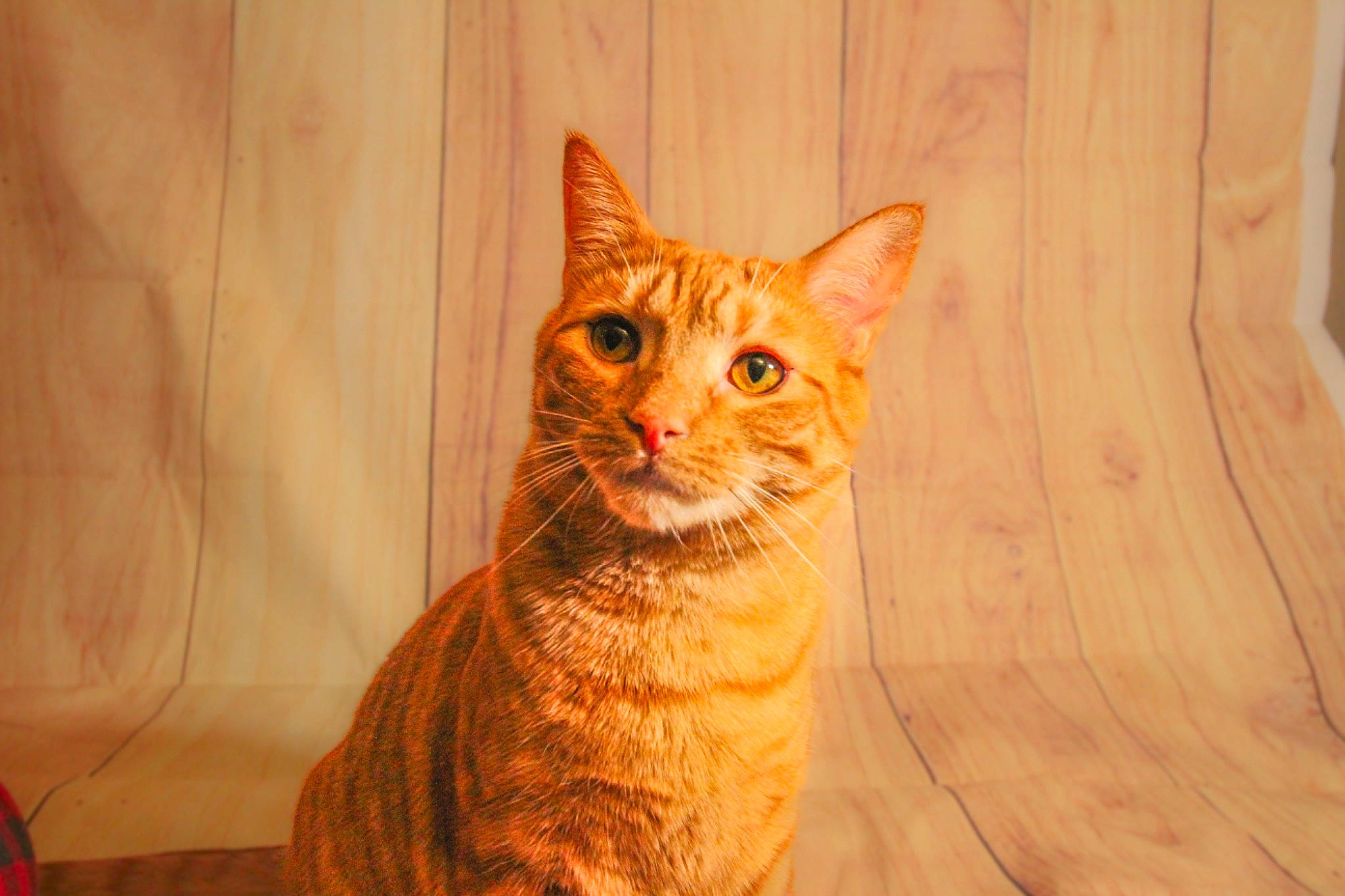 Simba joined the competition — help win amazing prizes! art, carnivore, cat, domestic_short_haired_cat, fawn, felidae, flooring, fur, hardwood, peach, plywood, small_to_medium_sized_cats, snout, tail, terrestrial_animal, varnish, whiskers, window, wood, wood_stain