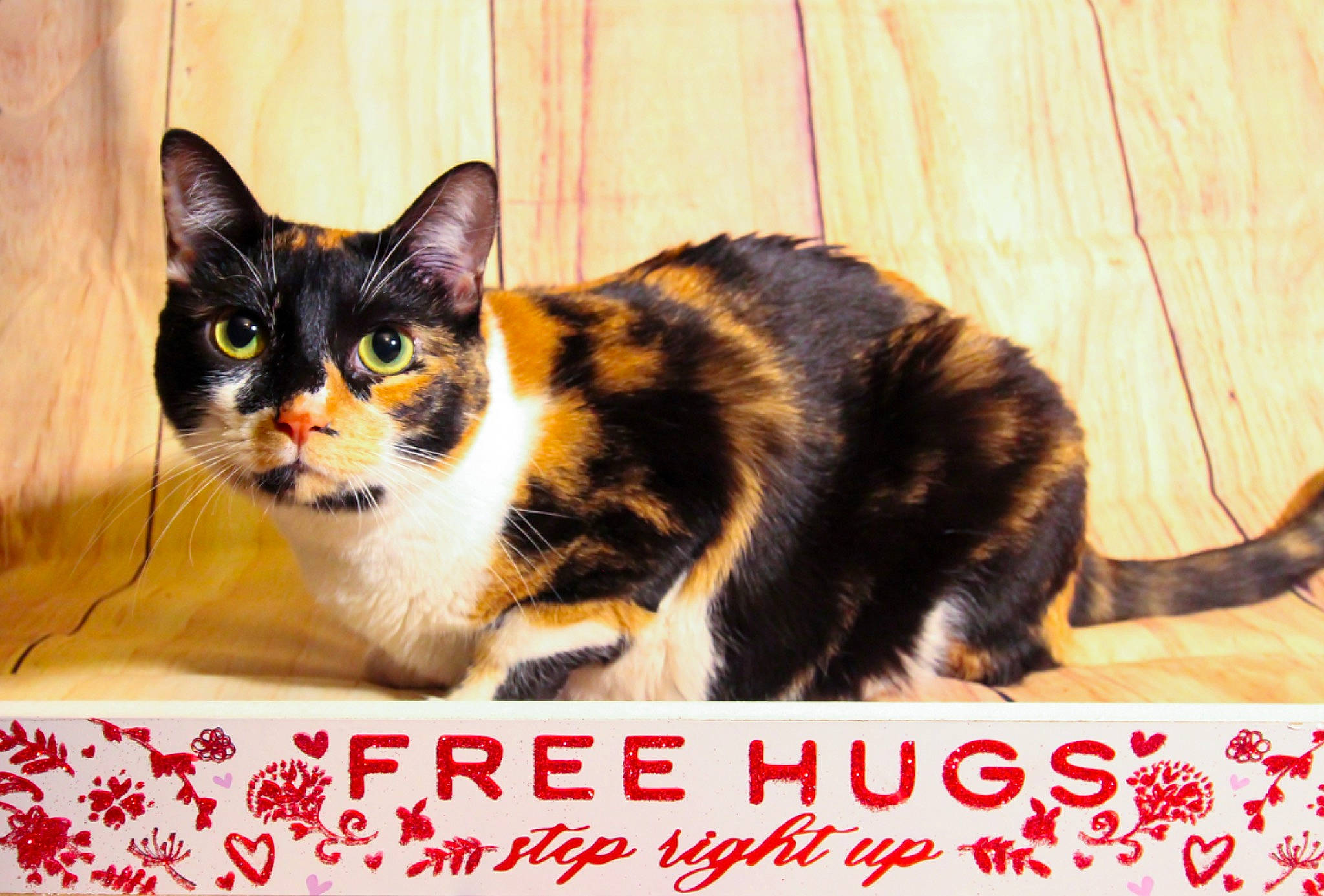 Cruella joined the competition — help win amazing prizes! carnivore, cat, domestic_short_haired_cat, felidae, font, fur, internet_meme, paw, photo_caption, rectangle, sitting, small_to_medium_sized_cats, snout, tail, whiskers, window, wood