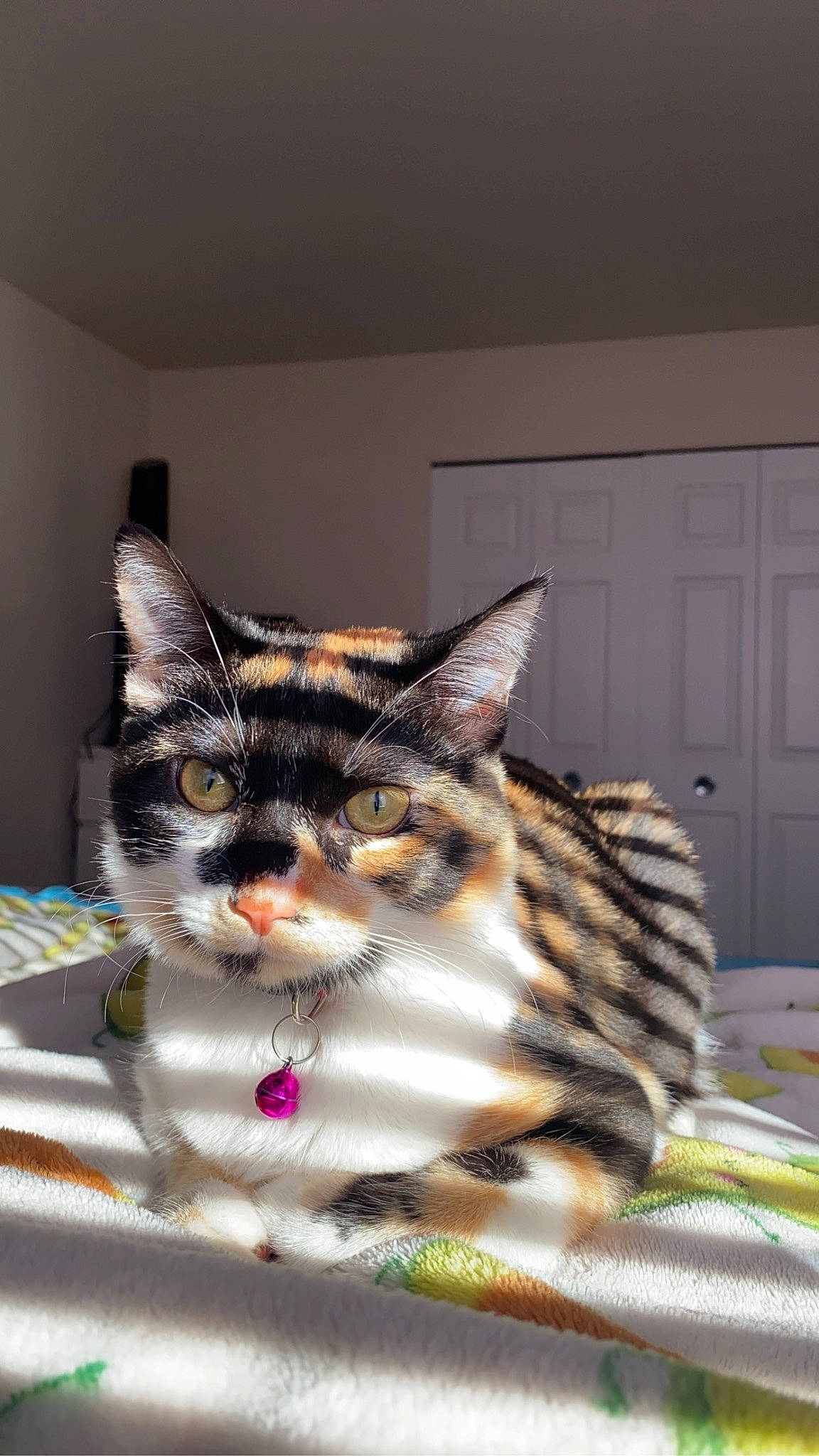 Cruella is registered to the contest to win money with this photo: carnivore, cat, comfort, domestic_short_haired_cat, door, felidae, fur, linens, paw, room, small_to_medium_sized_cats, snout, whiskers, window