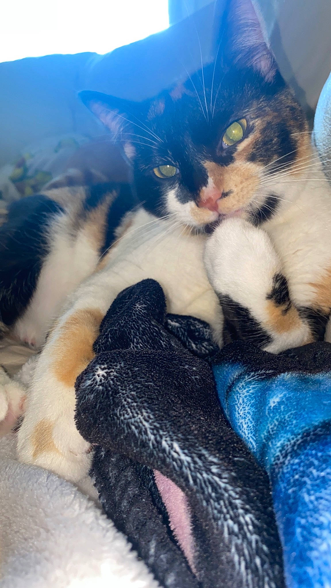 Cruella is registered to the contest to win money with this photo: carnivore, cat, claw, cloud, comfort, domestic_short_haired_cat, electric_blue, fawn, felidae, foot, fur, human_leg, lap, leg, paw, sky, small_to_medium_sized_cats, snout, tail, whiskers