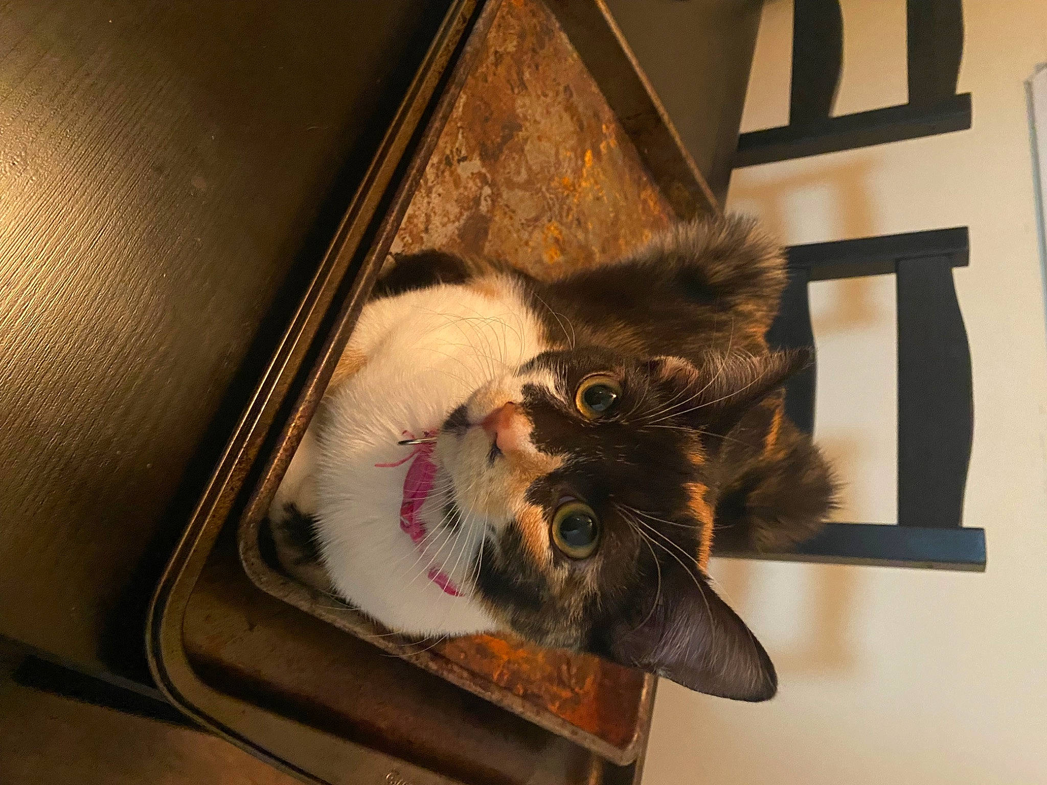 Cruella is registered to the contest to win money with this photo: art, brown, claw, fawn, feather, felidae, fur, liver, natural_material, room, small_to_medium_sized_cats, snout, tail, terrestrial_animal, tints_and_shades, visual_arts, whiskers, wood, working_animal