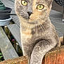 animal, cat, close_up, curious, domestic_cat, fence, garden, gray_fur, nature, orange_fur, outdoor, patio, paw, pet, portrait, relaxed, whiskers, wood, wooden_fence, yellow_eyes