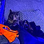 animal, bag, cat, companion, couch, cozy, domestic_animal, feline, furniture, household, indoor, orange_fabric, pet, pillow, purple_light, quiet, relaxed, resting, shadow, soft_texture